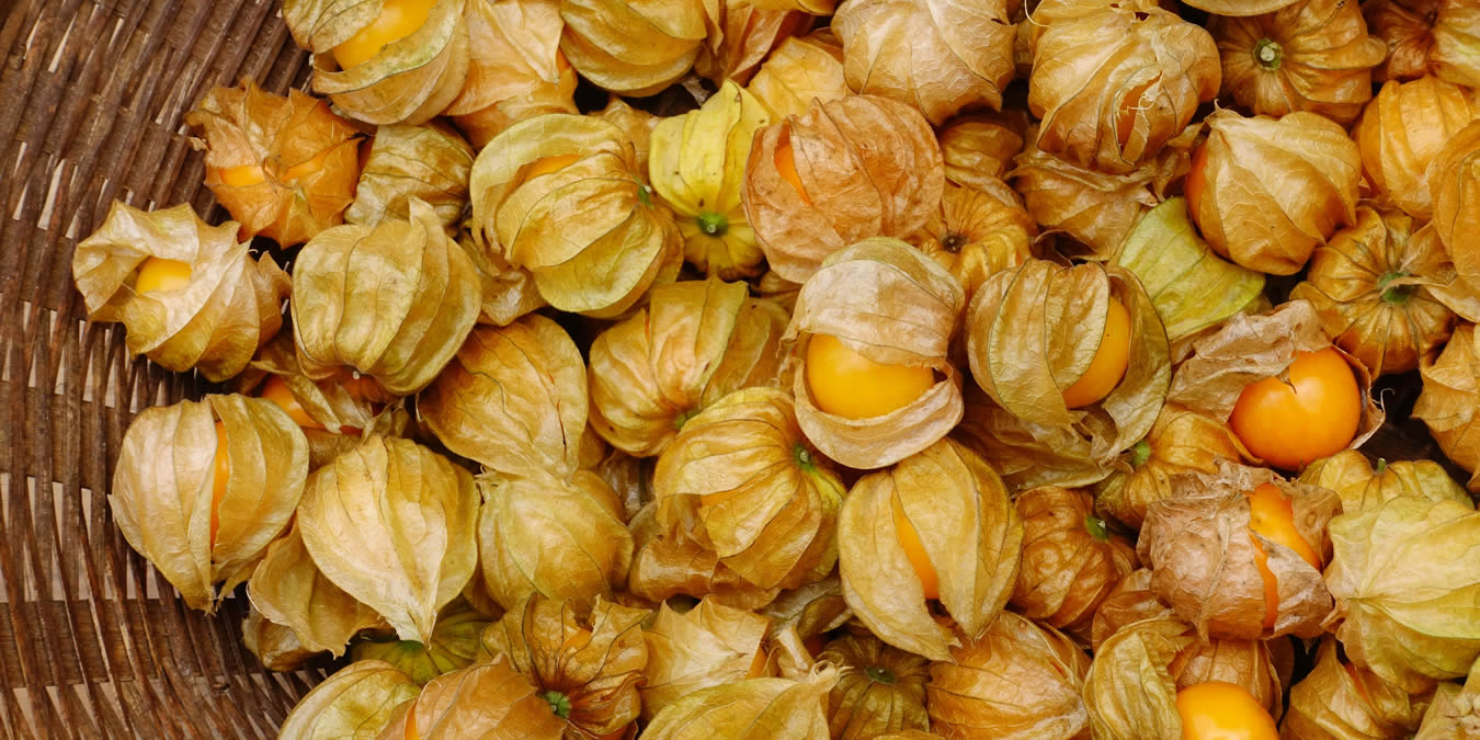 Cape Gooseberry